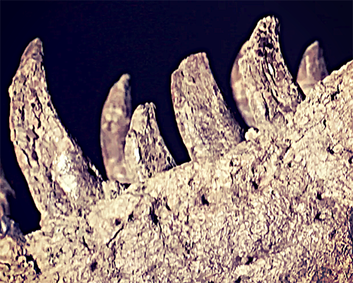 Image of T-rex teeth
